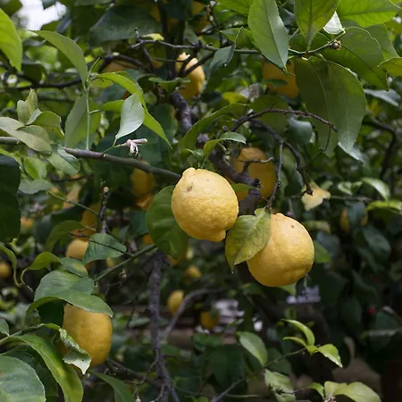 Guest house Relais Anna Anacapri (Isola di Capri)